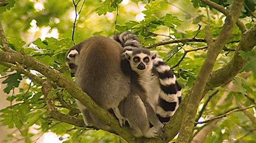 Monkey Business Season 6 Episode 5 - Episode 5