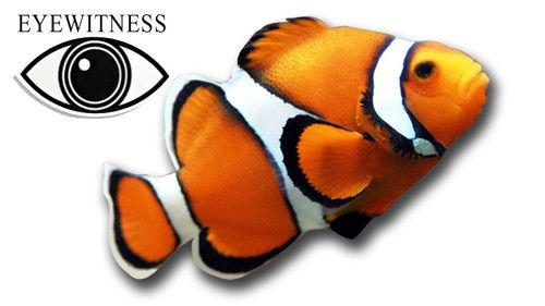 Eyewitness Season 1 Episode 7 - Fish