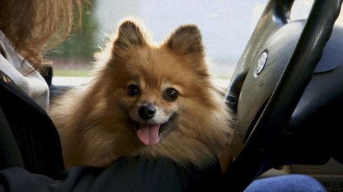 Dr. Jeff: Rocky Mountain Vet Season 1 Episode 10 - Holiday Miracles