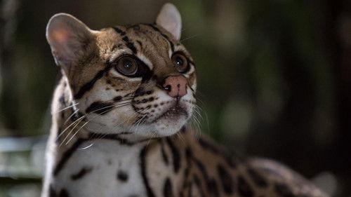 Nature Season 41 Episode 4 - American Ocelot