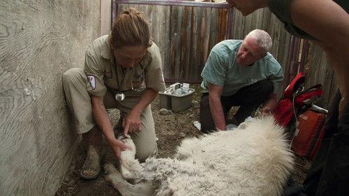 Dr. Oakley, Yukon Vet Season 3 Episode 7 - Warts and All