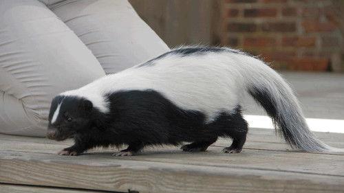 Secrets of the Zoo Season 2 Episode 7 - Febreze, Please