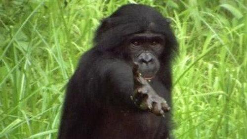 NOVA Season 35 Episode 12 - Ape Genius