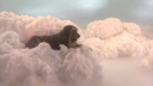 Married... with Children Season 10 Episode 3 - Requiem for a Dead Briard