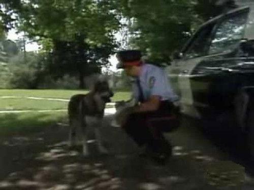 The Littlest Hobo Season 4 Episode 2 - Home Free