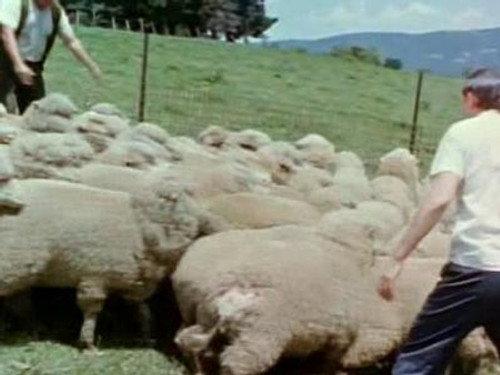 Skippy the Bush Kangaroo Season 1 Episode 19 - The Rustlers