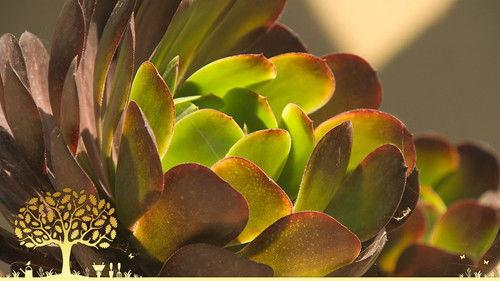 Gardeners' World Season 55 Episode 23 - Episode 23