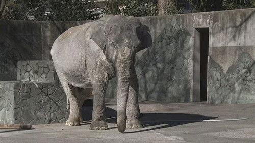 Document 72 Hours Season 7 Episode 6 - Tokyo in the middle of winter, the name is ”Hanako“