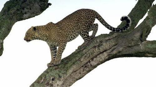 Tales by Light Season 2 Episode 2 - Sacred Nature: Part 2