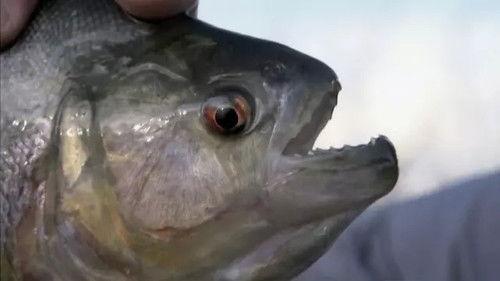 River Monsters Season 1 Episode 1 - Piranha