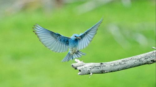 Epic Yellowstone Season 1 Episode 3 - Life on the Wing