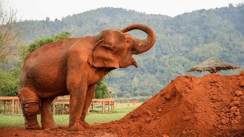 The Wizard of Paws Season 4 Episode 10 - Love & Elephants Part 1