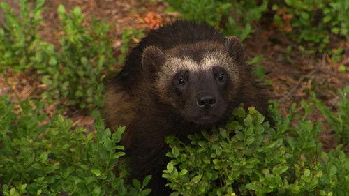 Dyrepasserne Season 5 Episode 8 - Episode 8