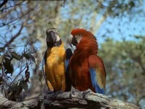 Flipper Season 3 Episode 2 - Disaster in the Everglades (1)