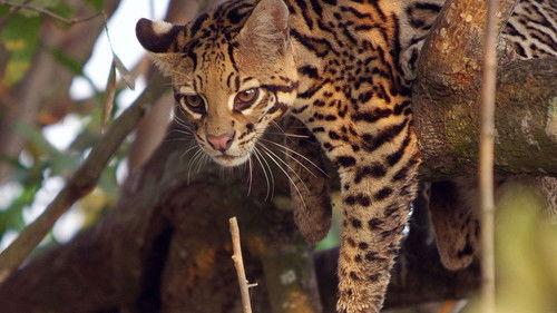 Brazil Untamed Season 1 Episode 5 - Cat Country