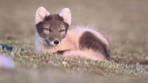 72 Cutest Animals Season 1 Episode 8 - Tall Tails