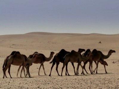 Anthony Bourdain: No Reservations Season 6 Episode 19 - Dubai