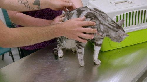 Bondi Vet: Coast to Coast Season 1 Episode 8 - The Six Little Pigs