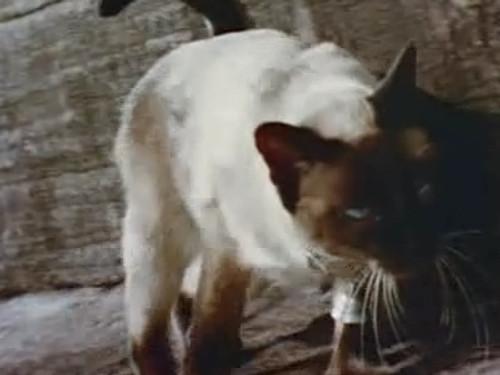 Skippy the Bush Kangaroo Season 3 Episode 3 - The Prince of Siam