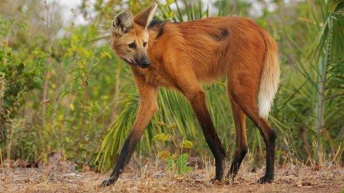 Planet Earth III Season 1 Episode 3 - Deserts and Grasslands