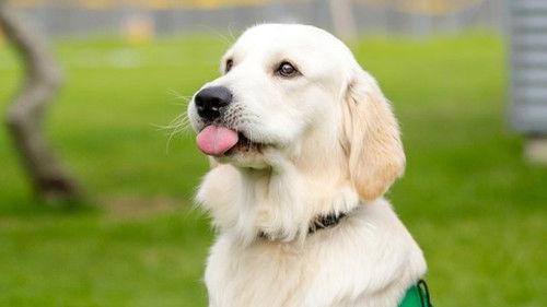 Dog Squad Puppy School Season 2 Episode 3 - Episode 3