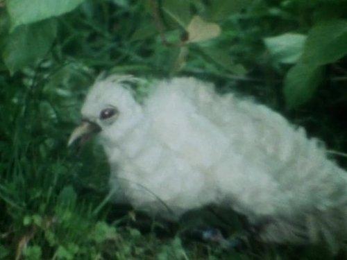 Choushinsei Flashman Season 1 Episode 22 - SOS! Phoenix!