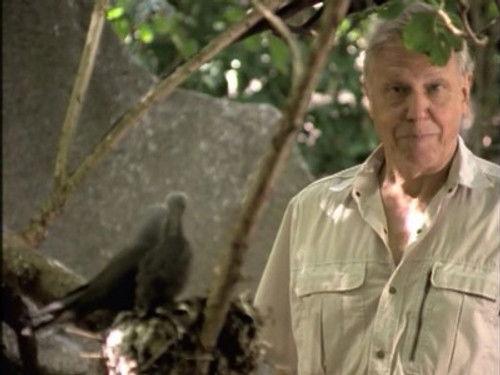 The Life of Birds Season 1 Episode 9 - The Problems of Parenthood