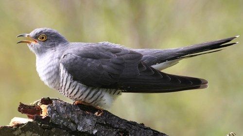 David Attenborough's Natural Curiosities Season 2 Episode 4 - Curious Imposters