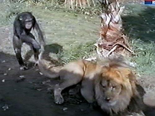 Daktari Season 2 Episode 17 - House of Lions