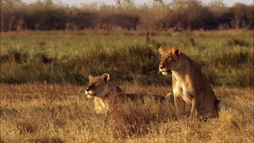 Africa's Predator Zones Season 1 Episode 1 - Coliseum