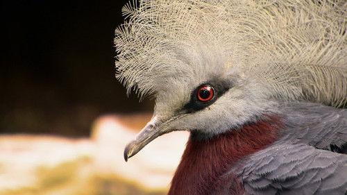 Dyrepasserne Season 10 Episode 9 - Episode 9