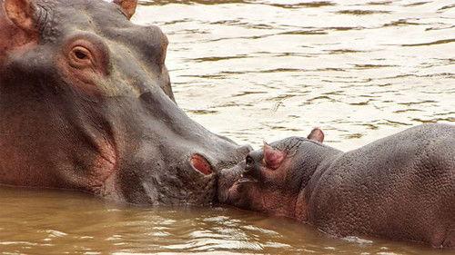 Serengeti Season 3 Episode 4 - Dominion