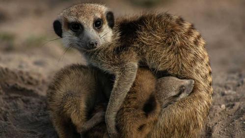 Meerkat Manor: Rise of the Dynasty Season 1 Episode 11 - Trouble in Paradise