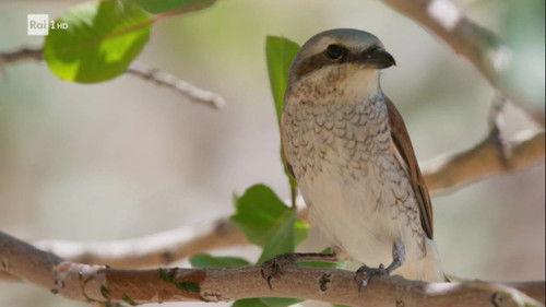 Superquark Season 27 Episode 2 - Microscopic entomology and 3D mammography