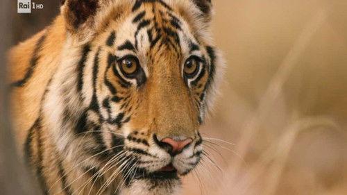 Superquark Season 26 Episode 5 - Johnson Space Center, the Rimini purifier