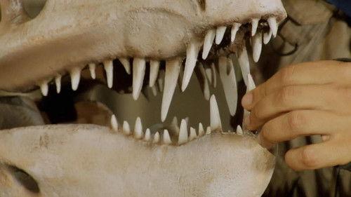 Andy's Dinosaur Adventures Season 1 Episode 18 - Postosuchus and Teeth