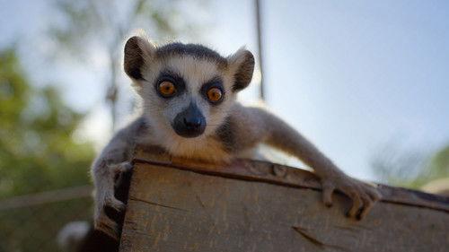 Born to Be Wild Season 1 Episode 4 - The Lemur Pup