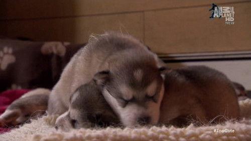 Too Cute Season 2 Episode 4 - Spotted, Pampered Pups