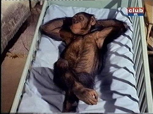 Daktari Season 1 Episode 15 - Judy And The Hyena