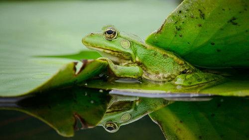 Our Living World Season 1 Episode 2 - The Rhythm of Life