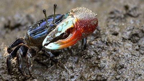 Natural World Season 18 Episode 16 - Claws