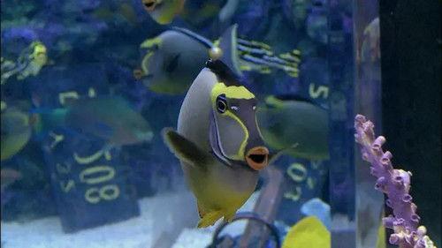 Tanked Season 1 Episode 2 - Swimming with the Sharks