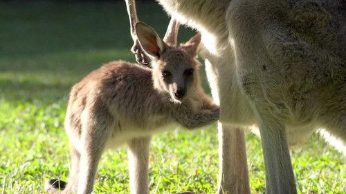 Crikey! It's the Irwins Season 1 Episode 8 - Robert's Baby Kangaroo
