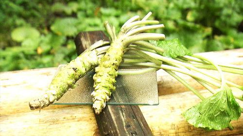 Japanology Plus Season 7 Episode 11 - Wasabi