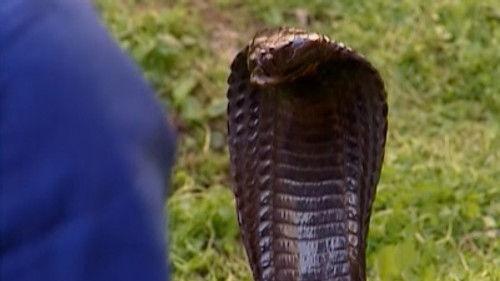 Road Rules Season 10 Episode 3 - Snakes, Snakes Everywhere