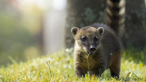 New Kids in the Wild Season 2 Episode 4 - Thiago the Coati Kitten