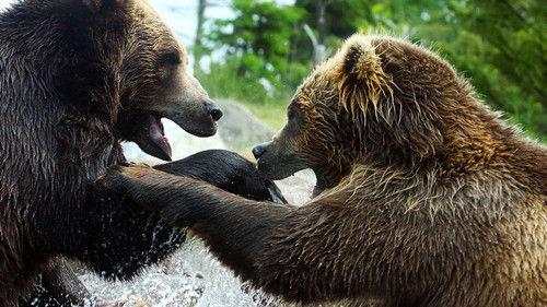 Animal Fight Night Season 5 Episode 3 - Margin of Terror