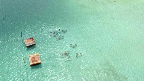 Robinson Season 21 Episode 13 - Episode 13