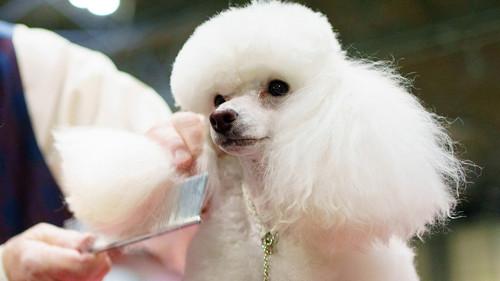 Crufts Season 15 Episode 3 - 2025 Day 1 - Part 3