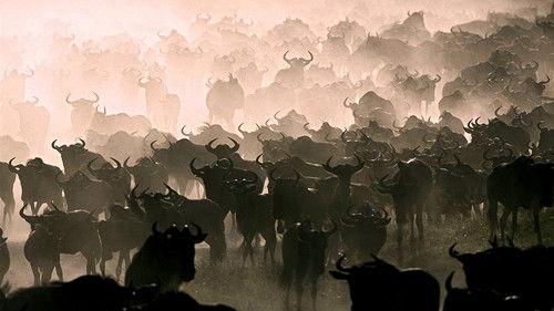 Nature's Great Events Season 1 Episode 3 - The Great Migration